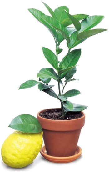 Растение комнатное Лимон 30-40 см