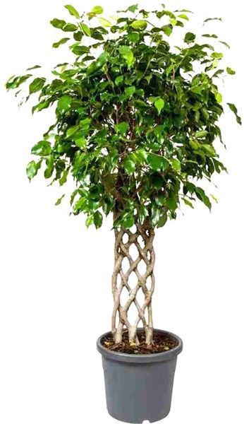 Растение Фикус benj. Exotica решетка ствол 27/110