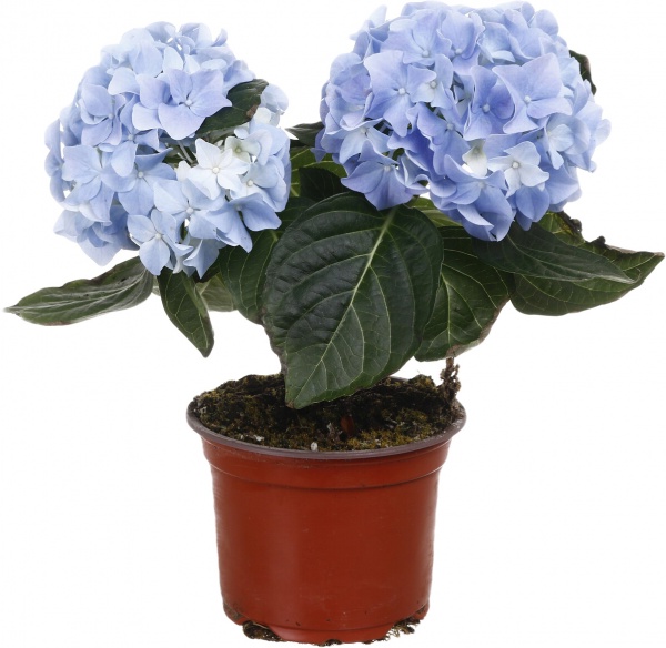 Рослина кімнатна Гортензія мiкс d10/h25