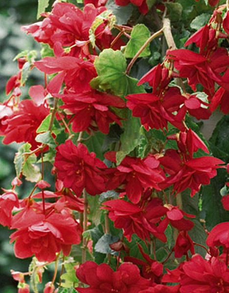 Бульба бегонії пендули Червоної 1 шт. 