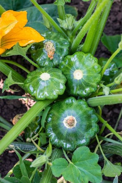 Семена Професійне насіння патиссон Старшип F1 5 шт. (4820176693730)