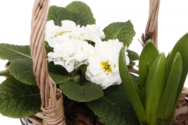 Рослина кімнатна Кошик №33 Гіацинт 1шт. + Примула 23х14х21 см