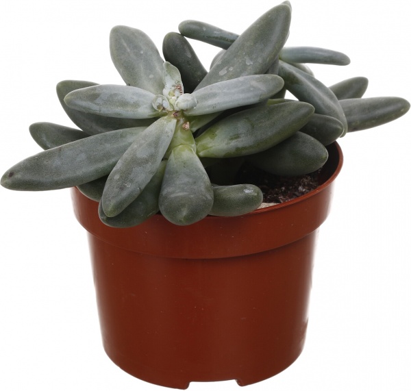 Рослина кімнатна Ехеверія мікс 10х15 см