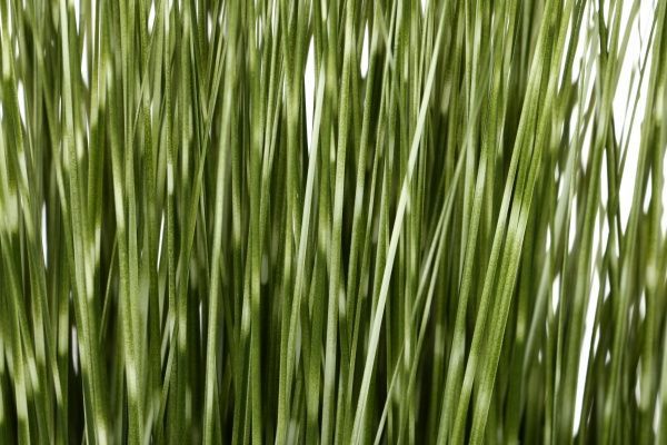 Рослина штучна Міскант в металевому горщику 45 см