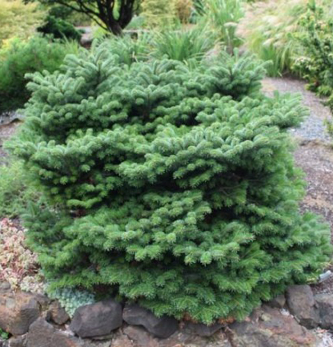 Растение Пихта нордмана / Abies nordmaniana Munsterland, С5