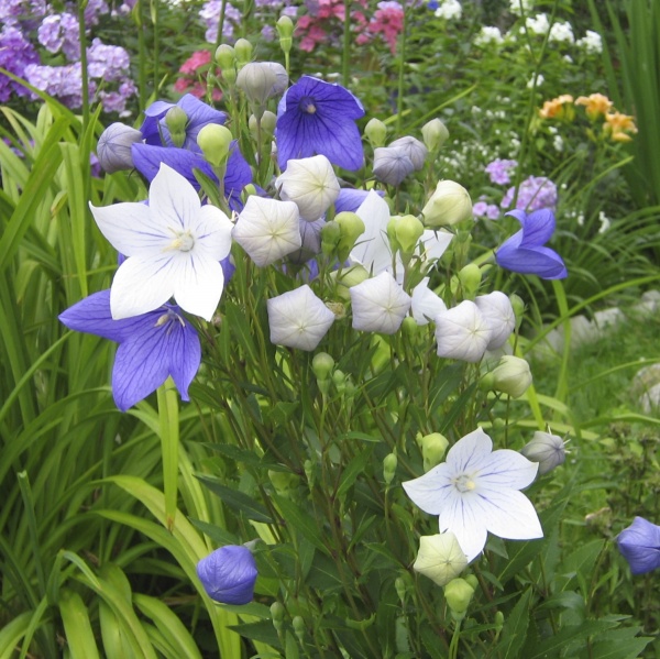 Семена Професійне насіння ширококолокольчик Гаваи смесь 0,1 г (4823058203959)