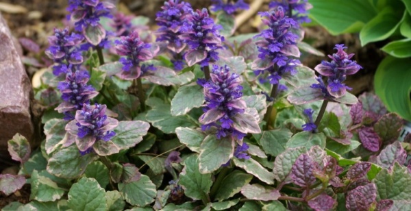 Растение Живучка С2