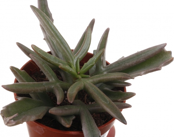 Рослина кімнатна Сукулент 5х8 см