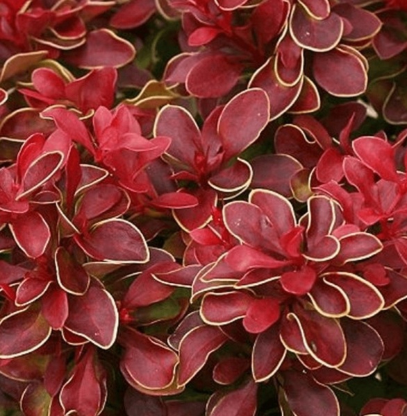 Растение Барбарис/ Berberis thunbergii Chikita С3, D 20-25