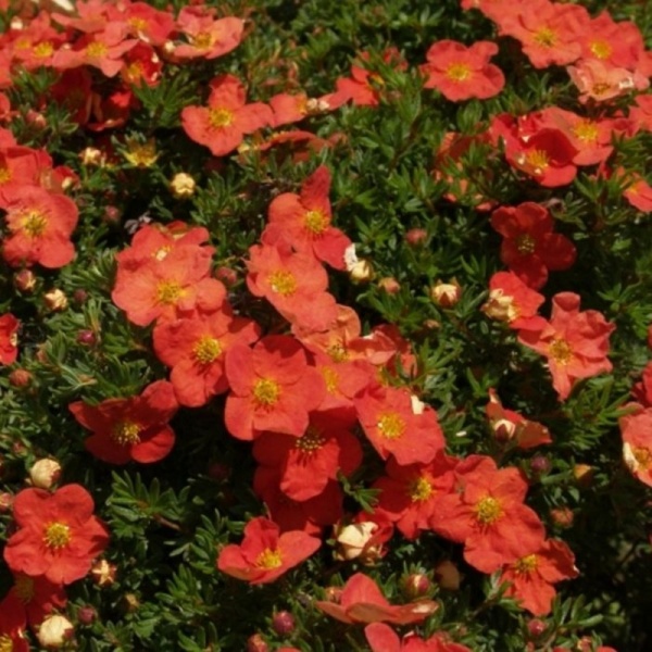 Растение Лапчатка кустарниковый Ред Айс / Potentilla fruticosa Red Ace С3 /Н 10-20