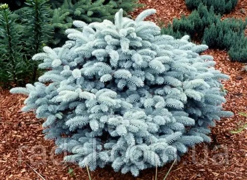 Растение Ель колючая / Picea pungens Glauca Globosa, С20 Ра 60-80