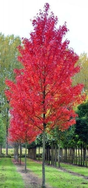 Растение Клен красный серебристый Acer rubrum x sach arinum h 350-400 см d 9-11 см