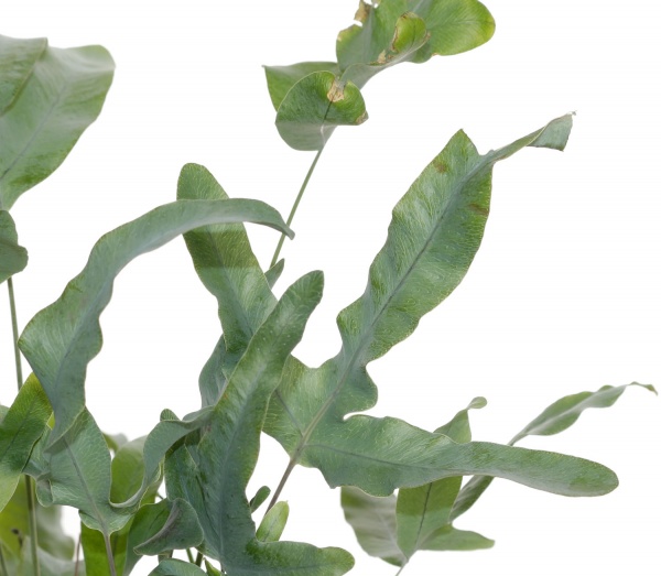 Рослина кімнатна Флебодіум Blue Star 12х30 см