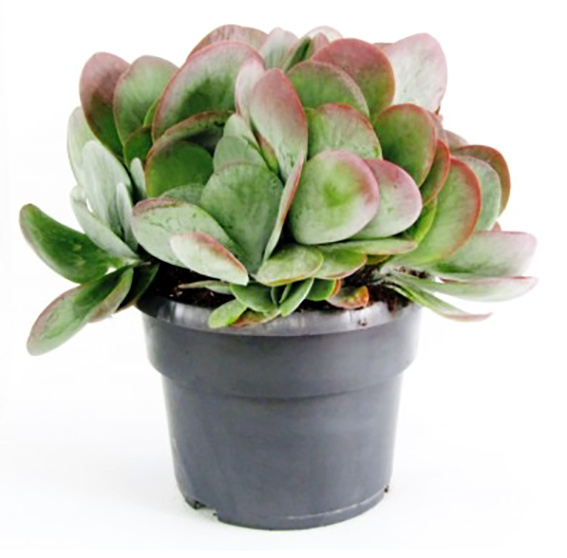 Растение комнатное Суккулент 11х20 см Kalanchoe thyrsiflora variegata