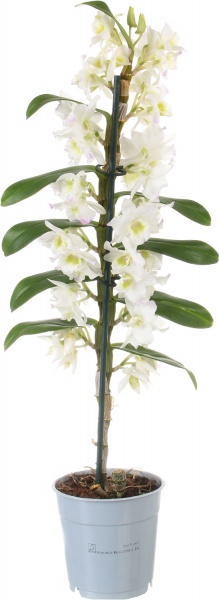 Растение Дендробиум белый Nobile 1 ствол 12х50 см