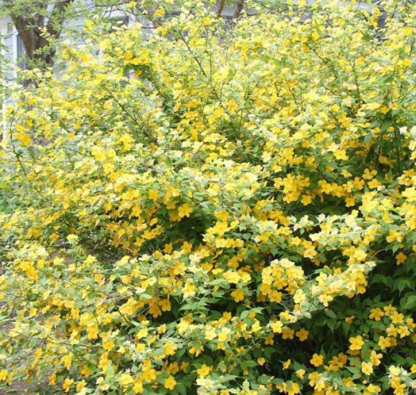 Растение Керрия японская Голден Гвинеа/Kerria japonica 'Golden Guinea' С1/Н 30-50