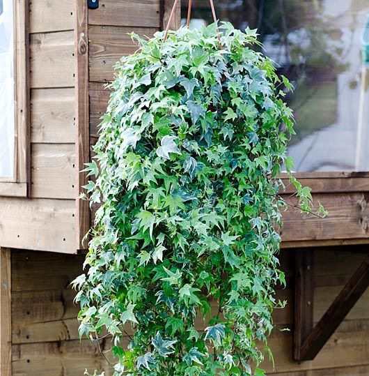 Растение комнатное Плющ 18/50 Hedera variegated hang
