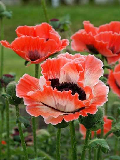 Корневище мака Карнавал 1 шт. 