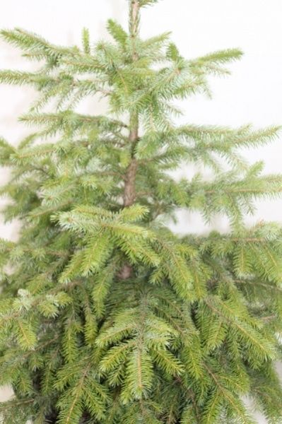 Саженец MegaPlant Ель сербская 80-100 С45