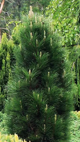 Растение Сосна черная / Pinus nigra Green Tower, C15