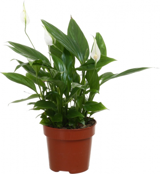 Рослина Спатіфілум Світ 11х30 см