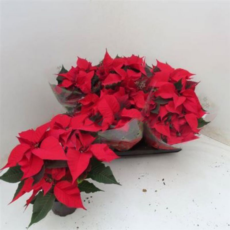 Растение Пуансетия 13х35 pulcherrima christmas feelings Red красная