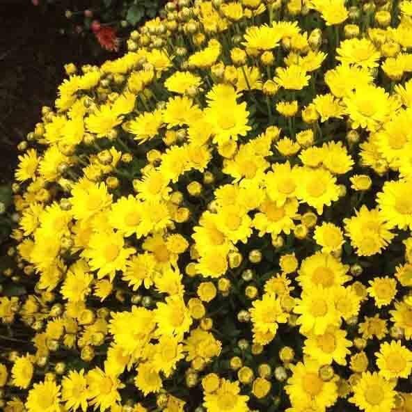 Растение Хризантема d19