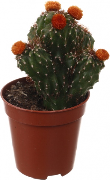 Растение комнатное Кактус с искусственным цветком 5х10 см