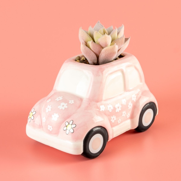 Растение декоративное DH-FLOWERS-23 GREEN/PINK 