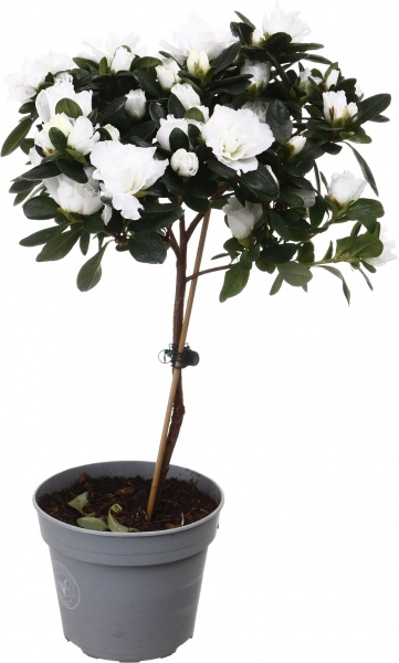 Растение комнатное Азалия штамб микс d13/h40