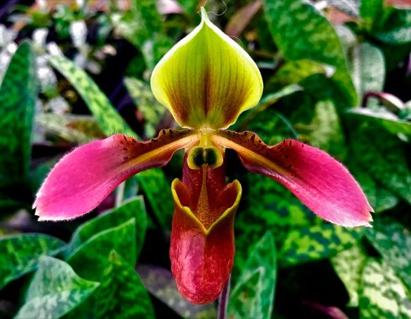 Растение Пафиопедилум 12х25 см