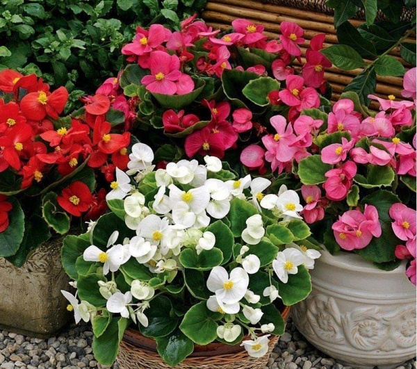 Растение Бегония семперфлоренс d9/h10