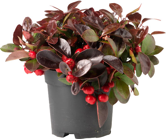 Растение комнатное Гаултерия 12x15