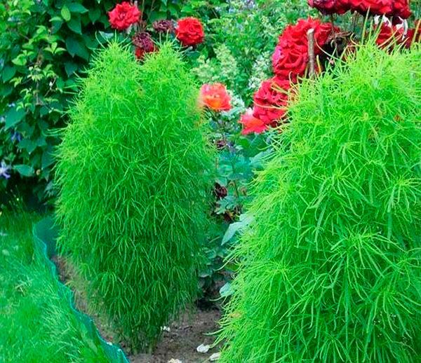 Насіння Seedera кохія Літній Кіпр 0,5 г