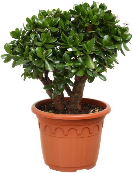 Рослина Красула 32х60 см