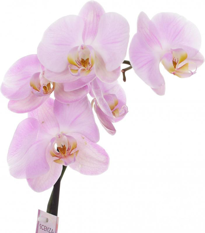 Рослина Фаленопсис мікс 2 стволи 8х10 + 12х60 см
