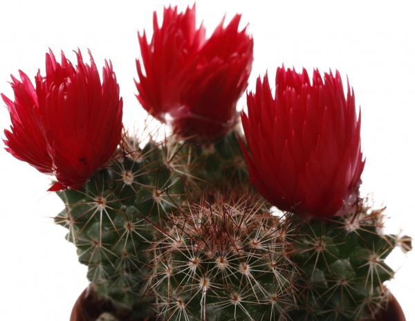 Растение комнатное Кактус с искусственным цветком 5х10 см