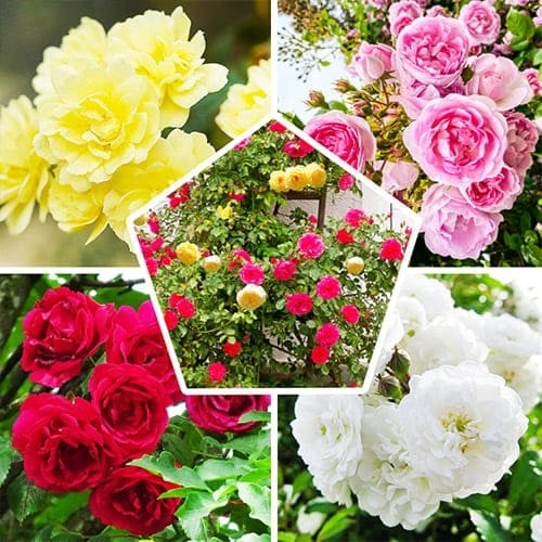 Растение Роза плетистая микс d11/h40