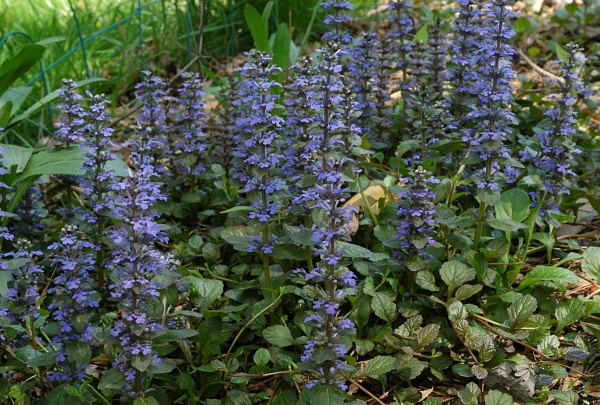 Растение Живучка ползучая/ Ajuga reptans С3 /Н 30