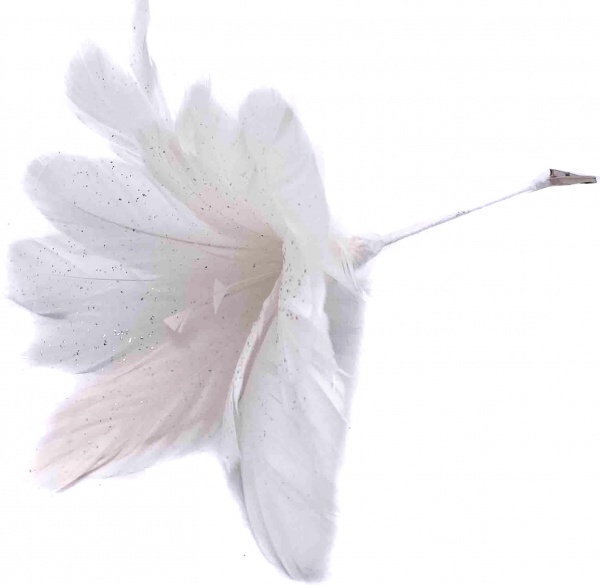 Квітка декоративна лілія пір'яна біла