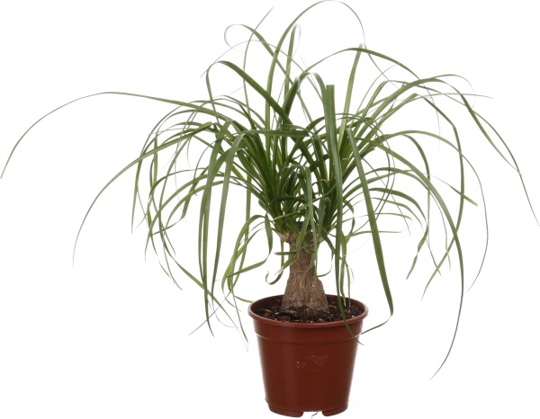 Растение комнатное Бокарнея 3-5 рр 14/40