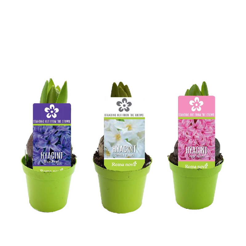 Рослина Гіацинт 06 х08 мікс Roma Nova