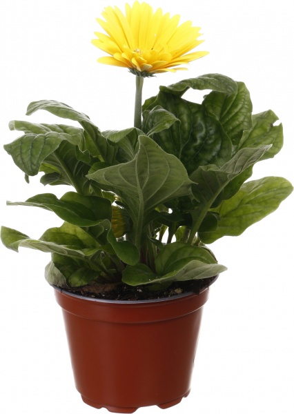Растение комнатное Гербера микс 12/25