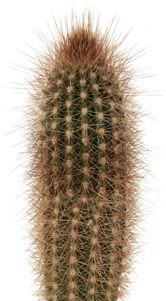 Рослина Кактус в цинковому горщику 10x12 см