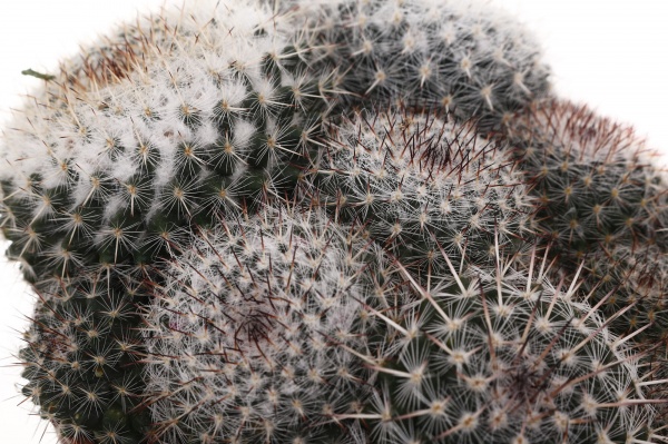 Рослина Кактус мікс d12/h15