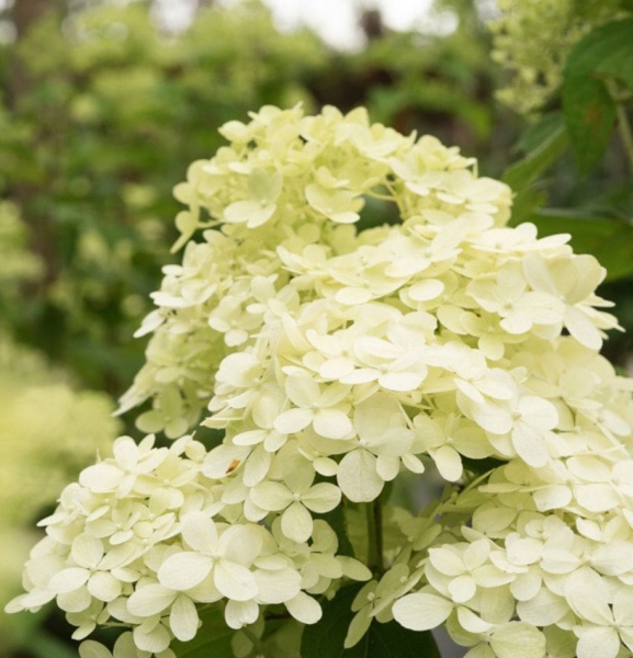 Растение Гортензия метельчатая Limelight (V21-S23 h130+ d70 C35)