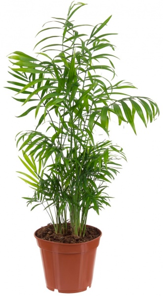Растение Хамедорея Elegans 12x55-60 см
