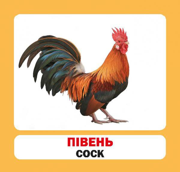 Книга «Навчальний посібник. Домашні тварини.англ.»