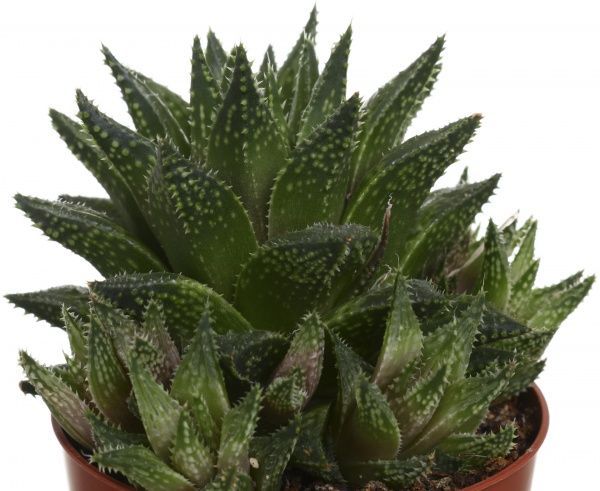 Растение комнатное Хавортия микс 8х10 см