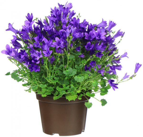 Растение комнатное Кампанула 10,5х20 см